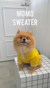 Momo Sweater - Sweater Kucing dan Sweater Anjing POMAPOO Premium Berkualitas