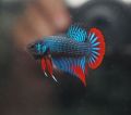 ปลากัด ป่าใต้วงแดงแดง ชาย คละสี คัดเกรด มีประกันสินค้า. 
