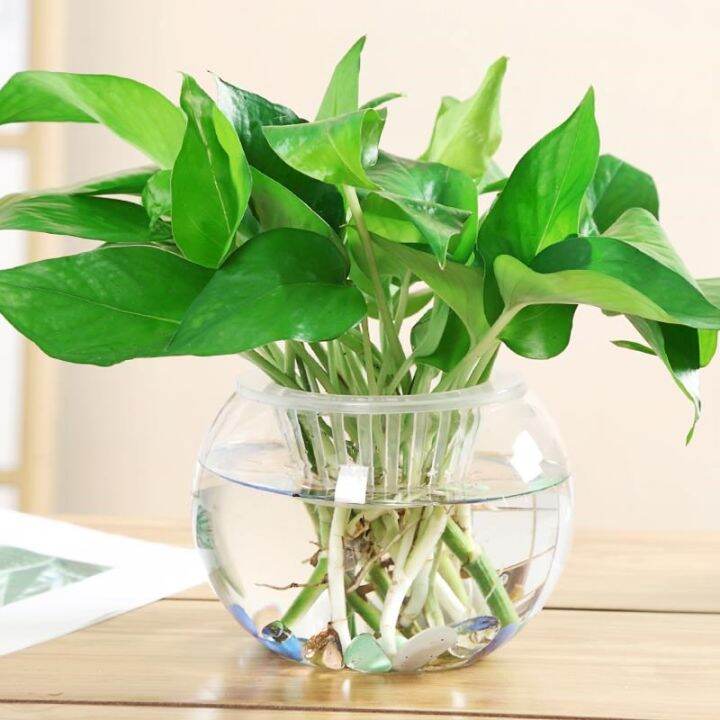 Living Room Hydroponic Epipremnum Aureum Special Flower Pot Large ...