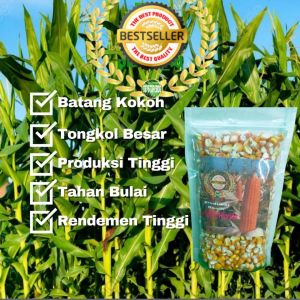 Baru Benih jagung isi 300 biji berkualitas siap tanam