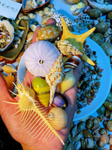 Natural Shell Sample Combination - 11 Kinds of Seashells Conch + Sea Star Urchin Creative Home Decor from Mainland China