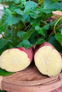 มันหวานญี่ปุ่น sweet potato 5kg