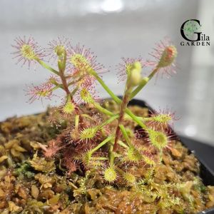 Drosera madagascariensis 茅膏菜 食虫植物 [Drosera][Carnivorous Plants][GILAGARDEN]