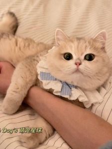 สไตล์เจ้าหญิงสัตว์เลี้ยงผ้าพันคอสุนัข ปกเสื้อ ผ้าพันคอแมว Gradient Layered ตุ๊กตาคออุ่นสุนัขขนาดเล็กวงกลมสัตว์เลี้ยงอุปกรณ์เสริม