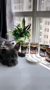 Pate cho chó Maria 70gram Petemo Pet Shop