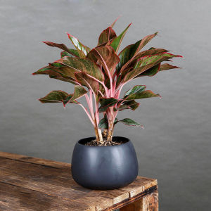 Cây phú quý - cây để bàn - phong thủy (mua từ 5 cây trở lên tặng thêm 1 cây)