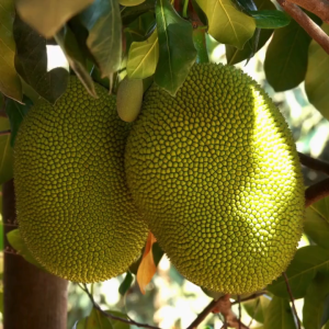 pupuk booster nangka 500ml - menstabilkan ph tanah - menngkatkan daya tahan tanaman terhadap hama dan penyakit