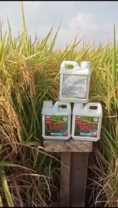 Bio7 Padi Pupuk hayati cair organik alami bioaktivator peningkat hasil panen