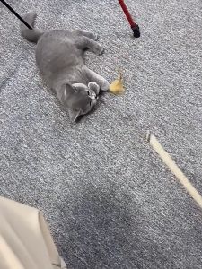 เล่นแมว 40cm ไม้ตกแมว สวยๆ มีเสียงกระดิ่ง ไม้แมว ของเล่นแมว ของเล่นสัตว์เลี้ยง ไม้แมว ไม้ล่อแมว ขอเล่นแมว ของเล่นเเมว