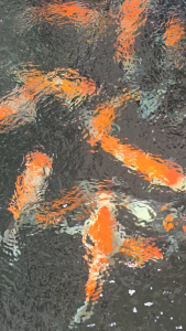 อาหารปลาคาร์ฟ Zenkoi Bio สูตรจุลินทรีย์ เร่งสี เร่งโต ขนาด 10kg