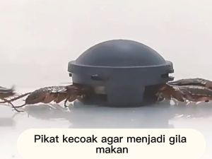 Racun Pembasmi Kecoa Kecoak Bugs Buster Terampuh Paling Ampuh/Obat Kecoa Umpan Pembasmi Kecoak/Perangkap Kecoa/obat anti racun kecoa/Anti Kecoa Spray/Roach Bait/Membunuh Kecoa/Racun Obat Kecoa/pembasmi kecoa paling ampuh/obat membunuh kecoa/pembasmi kecoa