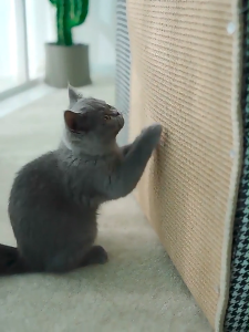 Cat Scratching Mat - Can avoid cat to destroy your furniture