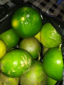 Jeruk Lemon California 1Kg Segar langsung dipanen dari kebun sendiri bagus untuk minuman menyegarkan. Produk Mekartani