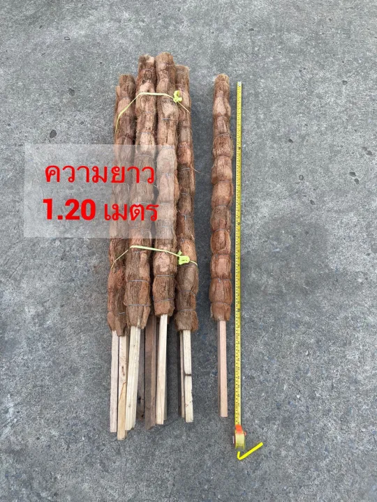 เสาหลักไม้เลื้อยสูง 1.20 เมตร สำหรับต้นพลู