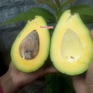 Bibit Alpukat Hawai Pluwang Jumbo Super