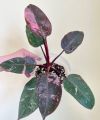 Philodendron Pink Princess

อนุบาลพร้อมส่ง. 