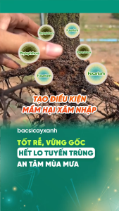 Combo Phục Hồi Bảo Vệ Rễ BS03 Physa BS08 Tigon - Trị Vàng Lá Kích Rễ Tạo Rễ Mới - Bác Sĩ Cây Xanh