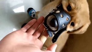 Rọ mõm Chó bằng da (Không chọn size theo cân nặng) mẫu mới - Love pets shop