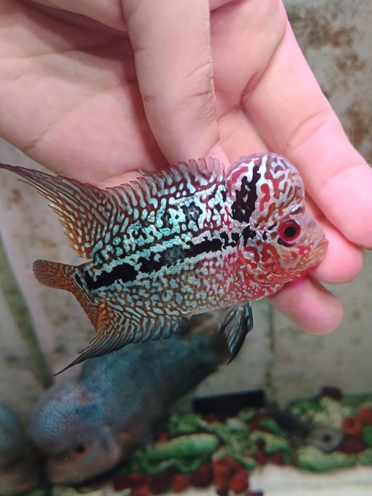 Flowerhorn thai shortbody srd big kok, 3inch male fish, luohan srd ...