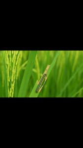 SUPPER 20EC – Dung dịch hỗ trợ bảo vệ cây trồng giúp hạn chế sâu hại và tăng sức đề kháng tự nhiên