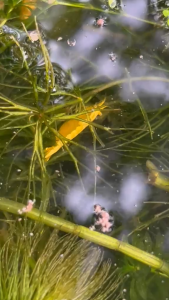 Golden back/ yellow shrimp hiasan akuarium 1 pcs