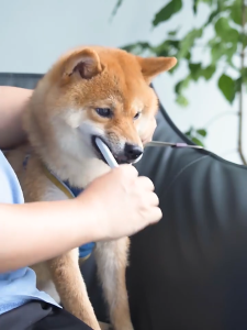 🔥🔥🔥 Pet Toothpaste Pet Toothbrush Pet Oral Cleaning Pet Dental Gel Toothpaste Dog Cat Toothpaste Toothbrush 50g