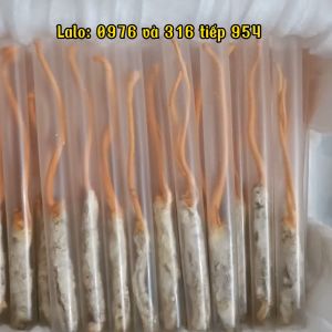 Đông trùng hạ thảo khô nguyên con Nocovy ký chủ sâu tằm Nocovy sấy thăng hoa chất lượng siêu vượt trội phòng u-ng th-ư