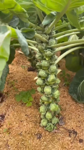 Benih Kubis Baby Brussel Sprouts Long Island15pcs/Baby Cabbage/cabbage/kubis mini/sprout/benih kubis