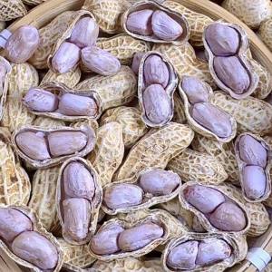 Salty Dried In-shell Roasted Peanuts