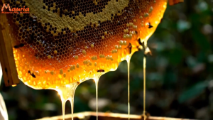 MAURIA Madu Akasia Hutan Asli 100% Murni Riau 500g Halal Indonesia