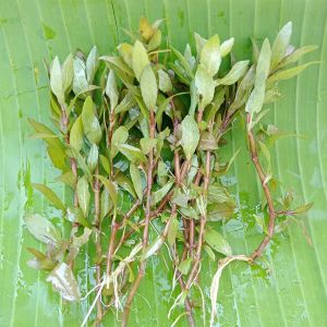 Ludwigia Polysperma Tanaman Aquascape Hiasan Aquarium