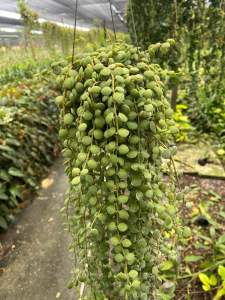 ต้นเดปกระดุม