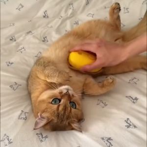 Lovinland Pengikis Berus Haiwan Peliharaan Peranti Melekat Rambut Terapung Semburan Kucing Berus Pembuang Bulu Elektrik Berus Pembuangan Bulu Percuma Semburan Cuci Bekalan Haiwan Peliharaan Mesti Ada untuk Musim Penukaran Rambut