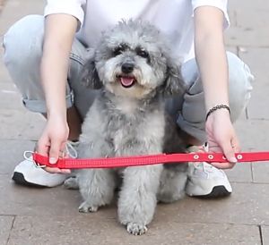 Vòng cổ cho Chó có đệm chắc chắn và mềm mại (mẫu mới) - Hara Pet Store