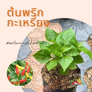 ต้นพริกกะเหรี่ยง ส่งพร้อมถุงหรือกระถาง 6 นิ้ว ต้นพริก พริกกะเหรี่ยง ผักสวนครัว ผักสวนครัวปลูกง่าย ผักสวนครัวพร้อมปลูก ผักออร์แกนิก