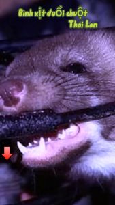 ( Ưu Đãi) Chai 200 ml Xịt Đuổi Chuột RAT OFF ANTI RAT SPRAY -Thái Lan (chính hãng)