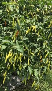 ABSOLUT 69 isi 10gr - Benih bibit biji cabai cabe rawit unggul MMT MITRA KEMAJUAN PETANI