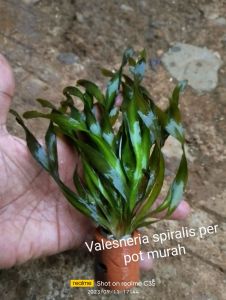 valesneria spiralis tanaman air aquascape hiasan aquarium kebutuhan aquarium per pot