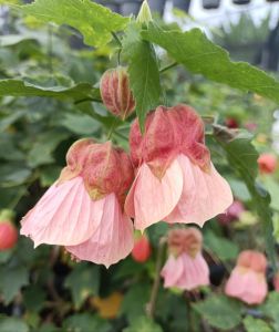 ชบาโคมญี่ปุ่น แบบใบด่างและใบเขียวกระถาง 8 นิ้ว