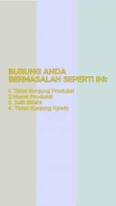 WGO Wheat Oil Germ Vitamin Suplemen Obat Ternak Breeding Burung kenari Agar Cepat Birahi dan Bertelur