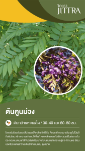 จิตตรา ต้นคูนม่วง ม่วงระย้า วิสทีเรียต้น Tree Wisteria ส่งเป็นต้นกล้าเพาะเมล็ด มี 2 ขนาด ไม้มงคลหายาก ปลูกง่าย ดอกสวย พร้อมส่ง ต้นพันธุ์แท้