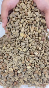 Green Bean Arabika Kerinci - Grade Specialty - Honey Processed