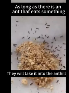 40Bag Ant killer Ant powder Powerfully eliminates all types ants Suitable for indoor and outdoor use