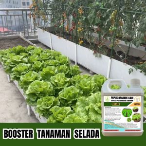 Pupuk Selada Cepat Tumbuh Segar Daunnya Hijau Subur 1 Liter Organik Cair Jagotani Yogyakarta