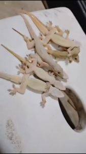 RACUN CICAK HERBAL VIZARD RACAK AMPUH 20Gr
