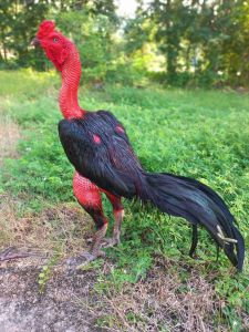 ไข่เชื้อไก่ชน ลูกดำเจาะเกราะ ชุด 2 ฟองรับประกันเชื้อ ส่งด่วนทั่วประเทศ