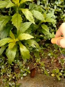 Gardening Tools High Quality Spade Shovel Plant Flowers Transplanting Gardening Weeding Tools for Loosening Soil Planting Tools