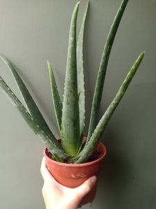 READY STOCK ⚠️Real Live Aloe Vera Plant | Pokok Lidah Buaya