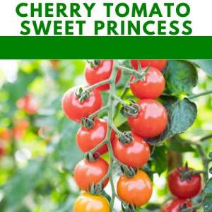 Sweet Princess Cherry Tomatoes repacked seeds