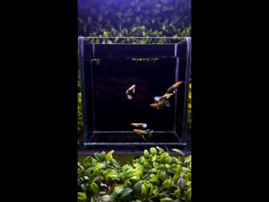 [J Wild Aquatic]—— Golden Guppy 黄金孔雀鱼